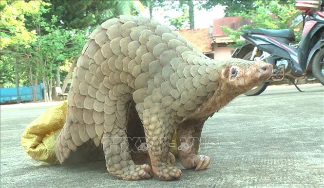 Tái thả 17 tê tê Java và 1 khỉ đuôi dài về tự nhiên 