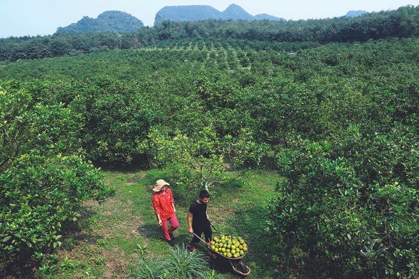 Sau khi tham gia Chương trình OCOP, người trồng cam Sông Con chú trọng hơn đến chất lượng cam để gìn giữ thương hiệu. Ảnh: An Văn Đạt