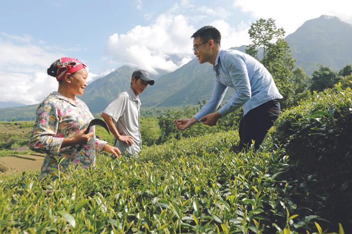 Cán bộ ngành nông nghiệp Lai Châu hướng dẫn đồng bào kỹ thuật thu hái chè “1 tôm 2 lá”. Ảnh: Việt Hoàng