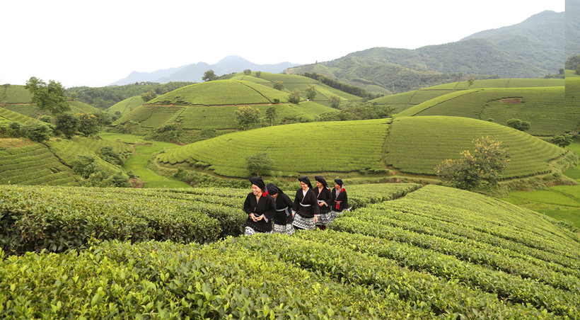 Đồi chè Long Cốc xã Long Cốc, huyện Tân Sơn là điểm thu hút nhiều du khách đến với Tân Sơn góp phần thúc đẩy phát triển du lịch cộng đồng. Nguồn: baophutho.vn