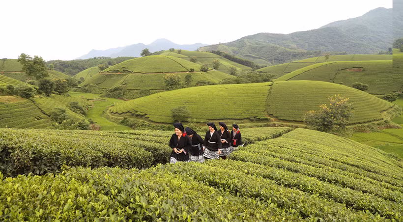 Đồi chè Long Cốc xã Long Cốc, huyện Tân Sơn là điểm thu hút nhiều du khách đến với Tân Sơn góp phần thúc đẩy phát triển du lịch cộng đồng. Nguồn: baophutho.vn