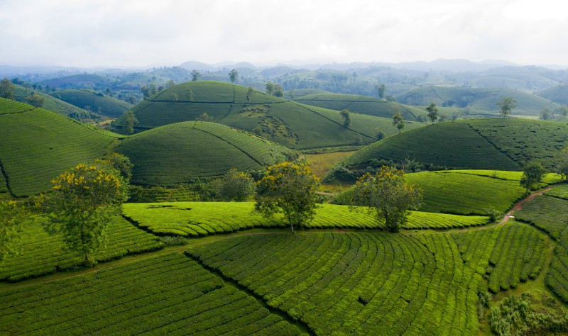 Đồi chè Thanh Sơn. Nguồn: hoanhap.vn