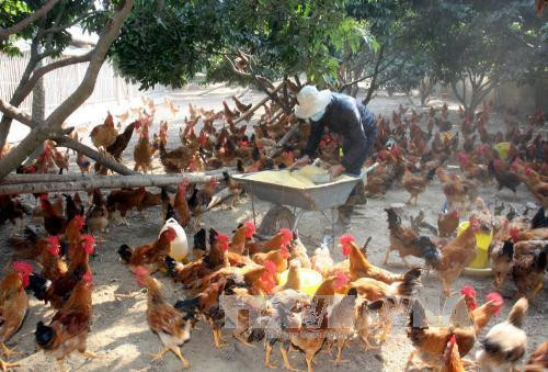 Một hộ chăn nuôi gà đồi Yên Thế ở xã Đồng Tâm, huyện Yên Thế, Bắc Giang. Ảnh: Đình Huệ - TTXVN