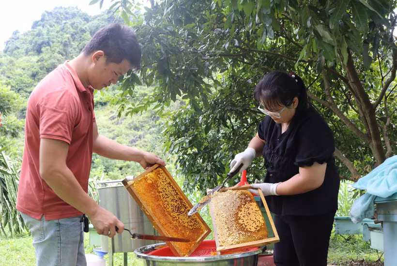 Nuôi ong lấy mật giúp xóa đói giảm nghèo tại Cao Bằng