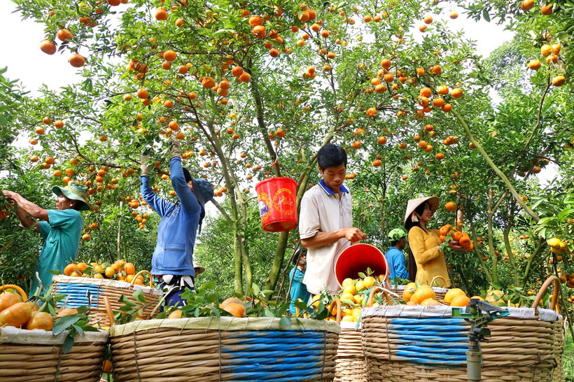 Quýt hồng Lai Vung giờ đã trở thành một thương hiệu nổi tiếng của tỉnh Đồng Tháp. Quýt hồng Lai Vung được thu hoạch rộ vào tháng 12 âm lịch để phục vụ thị trường Tết Nguyên đán. Ảnh: NguyễnVăn Trí