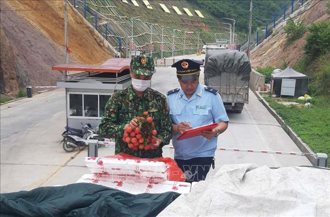 Các lực lượng chức năng tại cửa khẩu Tân Thanh kiểm tra mặt hàng vải quả tươi trước khi xuất khẩu. Ảnh: Quang Duy – TTXVN