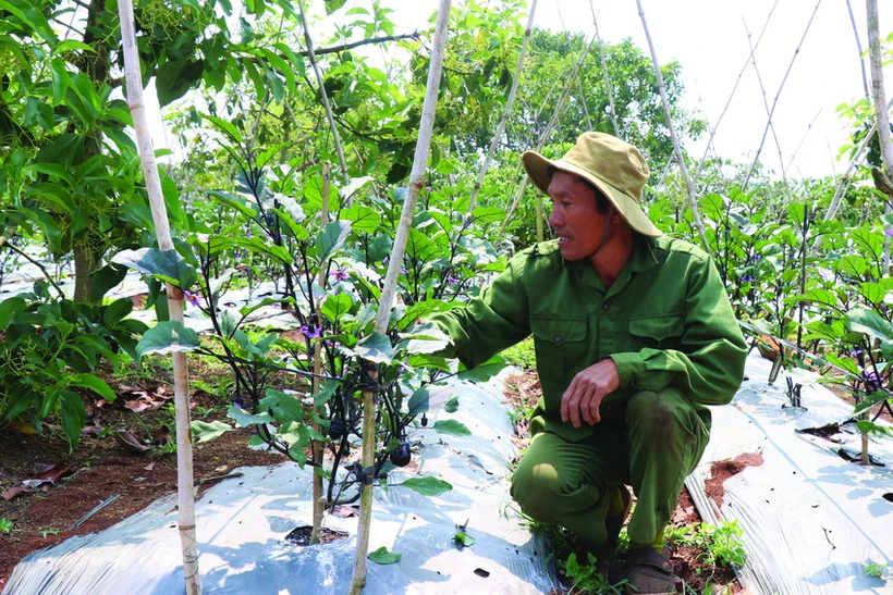 Anh Nguyễn Văn Thành ở thôn Thống Nhất, xã Ea Tân, huyện Krông Năng (Đắk Lắk) chăm sóc vườn cà tím Nhật Bản. Ảnh: Tuấn Anh