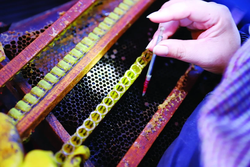 Phương pháp lấy sữa ong chúa