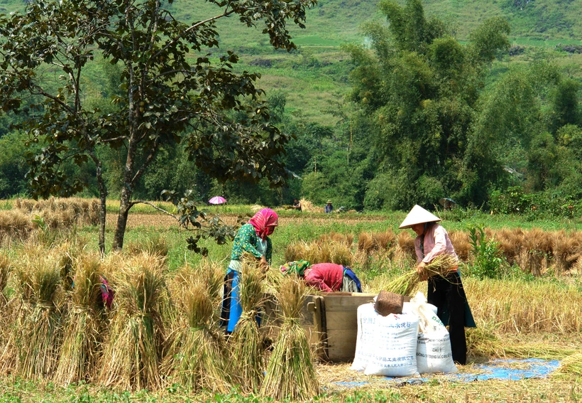 Người dân xã Thanh Vân (huyện Quản Bạ, tỉnh Hà Giang) thu hoạch lúa mùa, bảo đảm lương thực, phục vụ đời sống ấm no.Ảnh: Minh Tâm - TTXVN
