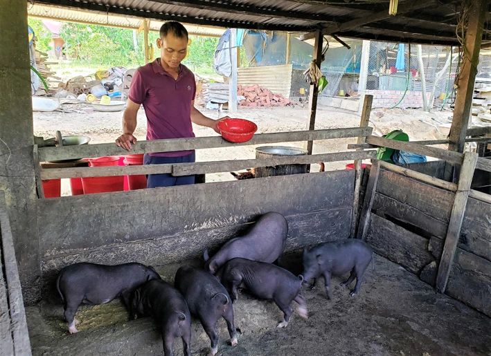 Nhiều hộ đồng bào vùng cao của tỉnh Quảng Nam nhờ phát triển mô hình nuôi heo cỏ địa phương đã có thu nhập ổn định và vươn lên thoát nghèo. Ảnh: Khánh Nguyên
