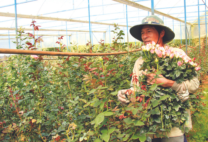 Làng hoa truyền thống Vạn Thành