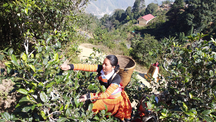 Thu hoạch chè Tà Xùa, loại chè có hàng trăm năm tuổi, sản phẩm nông nghiệp đặc sản của đồng bào dân tộc Mông ở huyện Bắc Yên (Sơn La). Ảnh: Hoàng Hà