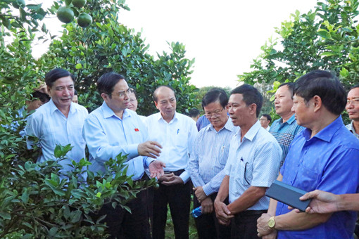 Ngày 22/11/2020, đồng chí Phạm Minh Chính, Ủy viên Bộ Chính trị, Bí thư Trung ương Đảng, Trưởng ban Tổ chức Trung ương cùng đoàn công tác tỉnh Đắk Lắk đến thăm mô hình trồng cây có múi tại huyện Buôn Đôn. Ảnh: Tuấn Anh