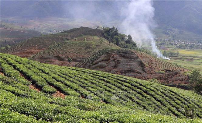 Lai Châu: Triển khai các chính sách hỗ trợ phát triển nông nghiệp, nông thôn