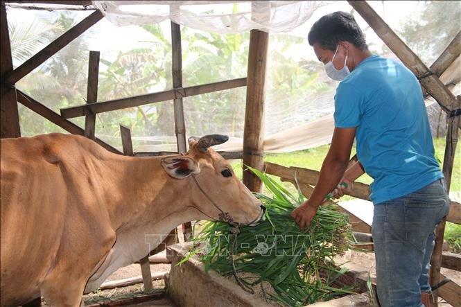 Gia đình anh Thạch Nhựt tại ấp Giồng Lức, xã Đa Lộc (Châu Thành, Trà Vinh) thoát nghèo nhờ được hỗ trợ 300m2 đất ở, vay vốn ưu đãi 50 triệu xây nhà và được hỗ trợ 1 con bò để tăng gia sản xuất. Ảnh: Thanh Hòa-TTXVN