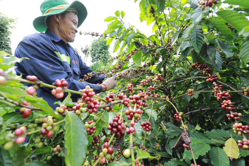 Kinh nghiệm cắt tỉa cành cho cây cà phê