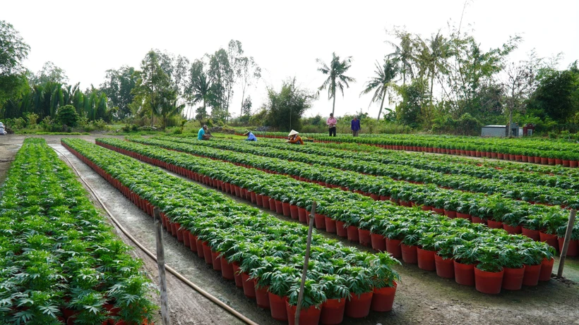 Chi phí đầu tư tăng cao, nhà vườn Kiên Giang lo lắng cho thị trường hoa Tết