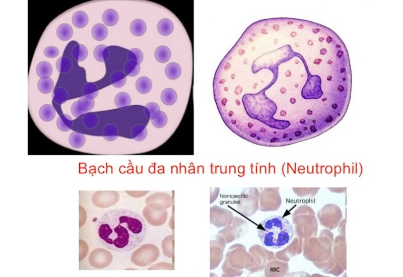 Phát hiện tế bào miễn dịch tiềm năng điều trị ung thư