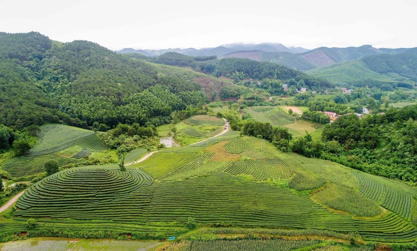 Những đồi chè đẹp có thể phát triển loại hình du lịch tham quan, trải nghiệm tại thôn Hòa An, xã Thái Bình, huyện Đình Lập, tỉnh Lạng Sơn. Ảnh: Anh Tuấn – TTXVN