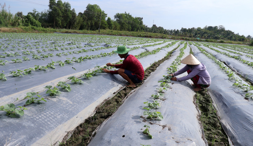 Những lưu ý khi sử dụng che phủ nilon trên một số cây trồng cạn