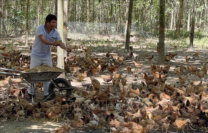 Mô hình chăn nuôi gà theo hướng hữu cơ của gia đình anh Nguyễn Đăng Vương. Ảnh: Thanh Thủy-TTXVN