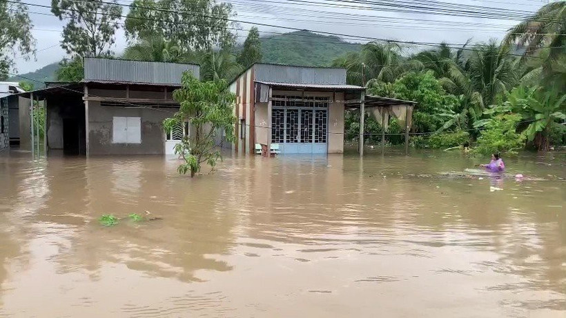 An Giang: 413 ha lúa, hoa màu của người dân bị ngập úng do mưa lớn