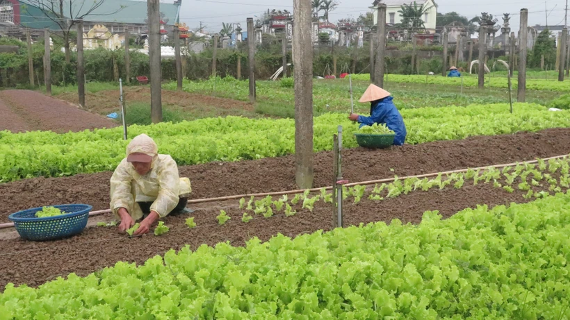 Thu nhập cao nhờ trồng rau an toàn theo tiêu chuẩn VietGAP