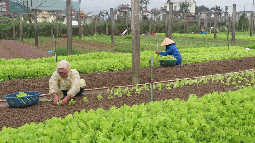 Thu nhập cao nhờ trồng rau an toàn theo tiêu chuẩn VietGAP