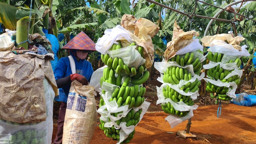 Đăng ký mã vùng trồng - chìa khóa xuất khẩu cho nông sản Gia Lai