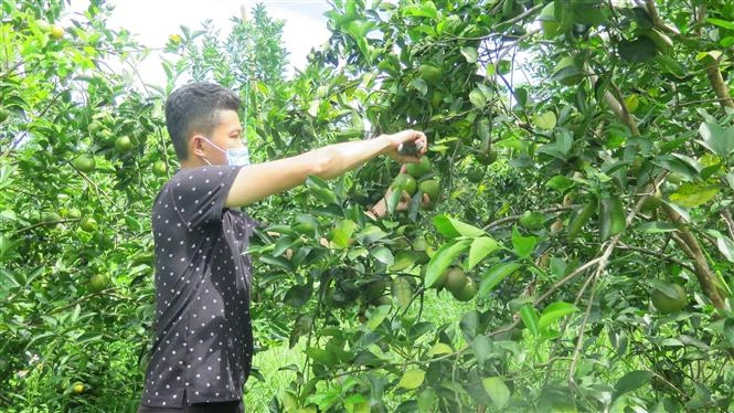 Thừa Thiên – Huế phát triển bền vững vùng trồng cam Nam Đông