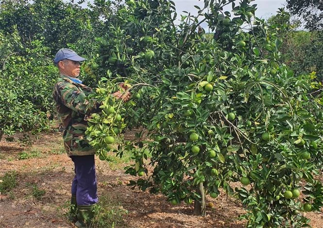Quảng Trị kết nối tiêu thụ nông sản trong mùa dịch