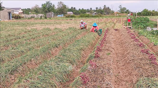 Nông dân Sóc Trăng kỳ vọng vụ hành tím