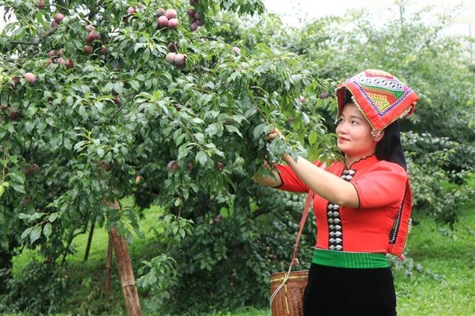 Quảng bá thương hiệu mận Mộc Châu đến du khách