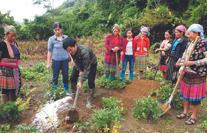 Với lợi thế về khí hậu, thổ nhưỡng, huyện Sìn Hồ (Lai Châu) tập trung hướng dẫn đồng bào dân tộc phát triển trồng cây đương quy. Ảnh: Quý Trung