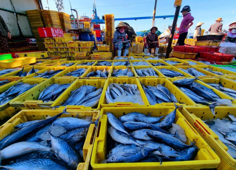 Cá được bày bán tại cảng cá Đông Hải (phường Đông Hải, thành phố Phan Rang - Tháp Chàm). Ảnh: Nguyễn Thành - TTXVN