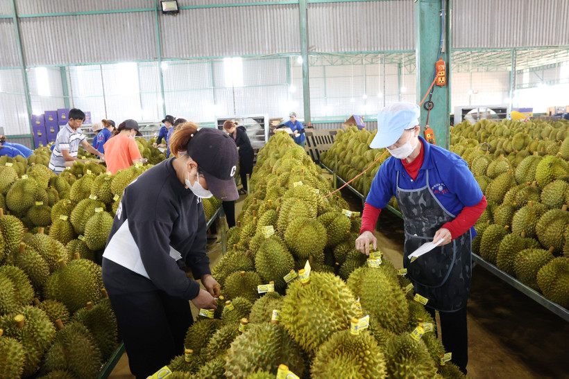 Nhân công là đồng bào dân tộc thiểu số tại thị xã Buôn Hồ (Đắk Lắk) có việc làm ổn định trong vụ thu hoạch sầu riêng. Ảnh: Tuấn Anh – TTXVN