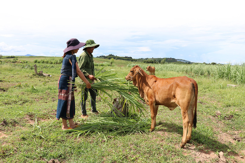 Nhằm từng bước ổn định sản xuất, tạo cơ hội giảm nghèo cho đồng bào dân tộc sinh sống trên địa bàn, huyện Đắk Pơ (Gia Lai) luôn quan tâm phát triển và nâng cao chất lượng đàn bò. Ảnh: Hồng Điệp