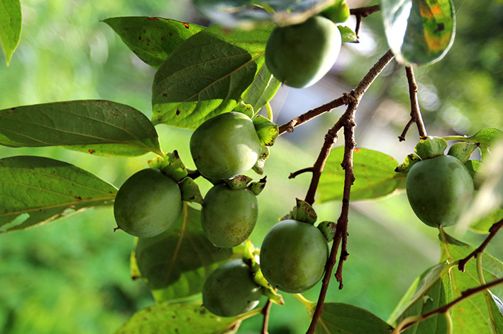 Hồng không hạt có vỏ nhẵn, tai quả to, không cứng, hình tròn hoặc tròn dài, vị ngọt dịu đến ngọt đậm sau khi ngâm, nhiều đường và rất giòn. Ảnh: An Thành Đạt