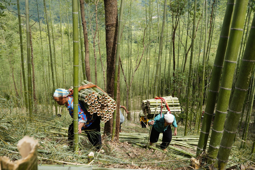 Ấm no nhờ cây trúc sào