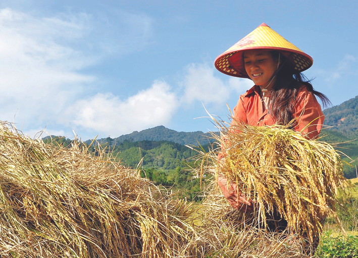 Đồng bào dân tộc Xê-đăng hưởng ứng dồn đổi đất ruộng xây dựng cánh đồng lớn, đem lại niểm vui trong thu hoạch. Ảnh: Văn Phương