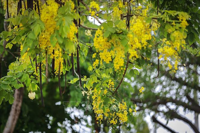 Muồng hoàng yến còn có tên là muồng hoàng hậu, hoa lồng đèn, bò cạp nước, bò cạp vàng, Osaka, mai dây, cây xuân muộn, mai nở muộn... Ảnh: Trọng Đạt-TTXVN