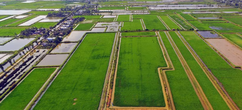 Mô hình “con tôm ôm cây lúa” vươn mình chinh phục thị trường