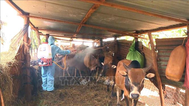 Ngành thú y tỉnh Gia Lai phun khử khuẩn để ngăn chặn dịch bệnh viêm da nổi cục lây lan diện rộng. Ảnh: TTXVN