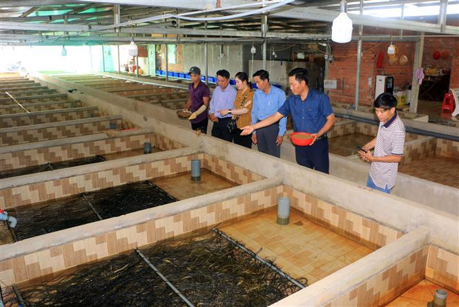 Anh Nguyễn Thanh Tân (thứ hai từ phải sang) đang giới thiệu khu vực nuôi lươn. Ảnh: Phạm Minh Tuấn-TTXVN
