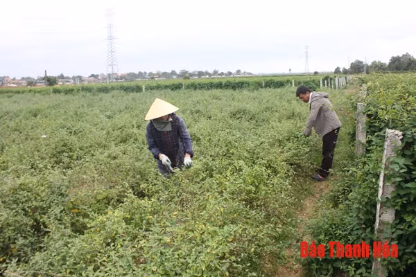 Trồng cây dược liệu - hướng khởi nghiệp mới của phụ nữ xứ Thanh