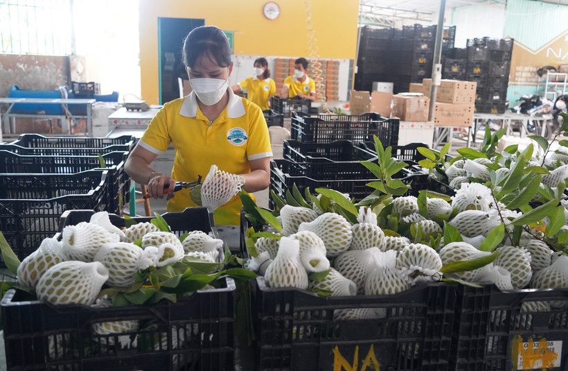 Công đoạn sơ chế quả na theo tiêu chuẩn VietGAP trước khi đóng gói tại Công ty cổ phần Natani (Tây Ninh). Ảnh: Thanh Tân