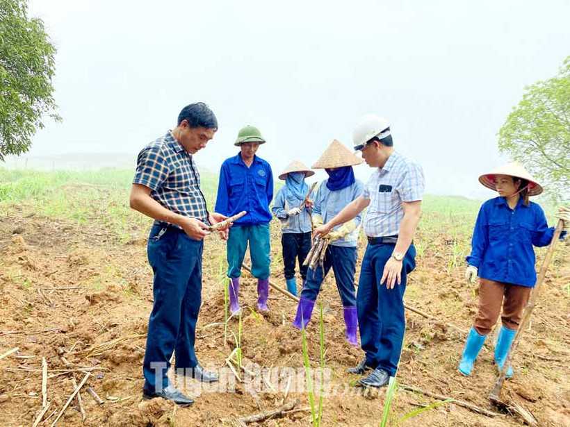 Tuyên Quang hơn 320 ha mía chết do hạn hán
