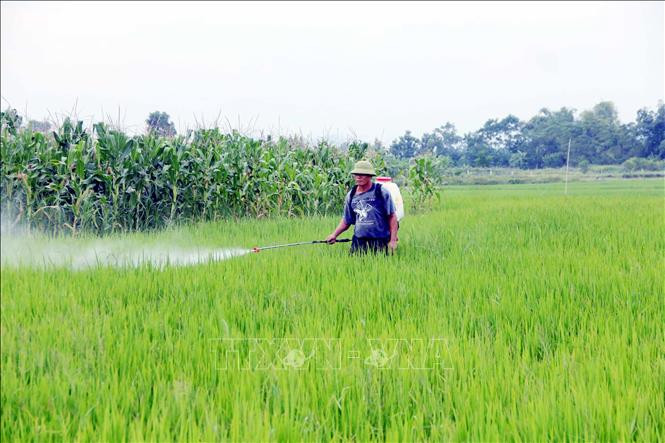 Nông dân xã Kim Phú, thành phố Tuyên Quang sử dụng thuốc bảo vệ thực vật để diệt trừ sâu hại lúa. Ảnh: Quang Cường- TTXVN