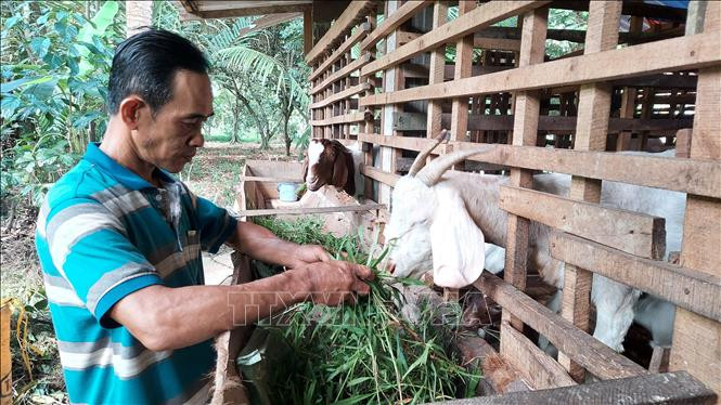Người dân phát triển chăn nuôi dê từ nguồn vốn vay ngân hàng chính sách xã hội. Ảnh: Huỳnh Phúc Hậu – TTXVN
