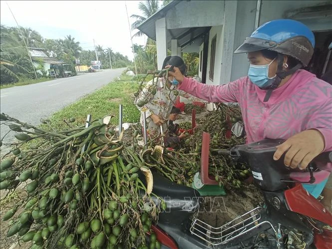 Thu mua cau non tại Bến Tre. Ảnh: Huỳnh Phúc Hậu – TTXVN